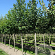 Acer rubrum 'October Glory' 14-16 HO draadkluit