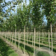 Acer rubrum 'October Glory' 8-10 HO draadkluit