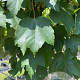 Acer rubrum 'Scanlon' 10-12 HO container