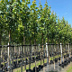 Acer rubrum 'Scanlon' 12-14 HO container