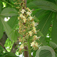 Aesculus turbinata 10-12 HO draadkluit
