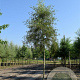 Alnus glutinosa 'Imperialis' 18-20 HO container