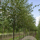Alnus incana 'Laciniata' 12-14 HO draadkluit