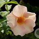Allamanda 'Jamaican Sunset' 6-8 HO container