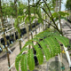Albizia julibrissin 12-14 HO container