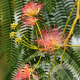 Albizia julibrissin 12-14 HO container
