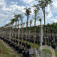 Albizia julibrissin 12-14 HO container