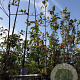 Amelanchier 'Ballerina' 6-8 HO container