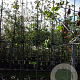 Amelanchier 'Ballerina' 6-8 HO container