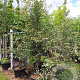 Amelanchier lamarckii 200-250 cm container Multistam