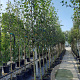 Amelanchier laevis 'Snowflakes' 8-10 HO container