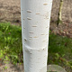 Betula utilis 'Doorenbos' 8-10 HO draadkluit