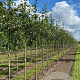 Betula utilis 'Doorenbos' 8-10 HO draadkluit