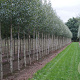 Betula utilis jacquemontii 10-12 HO draadkluit