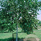 Betula utilis 'Moonbeam' 8-10 HO draadkluit