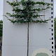 Carpinus betulus 12-14 HO container 200 cm stam 150x120 scherm