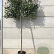Carpinus betulus 14-16 HO container 160 cm stam 120x120 scherm