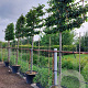 Carpinus betulus 20-25 HO container 200 cm stam 150x120 scherm