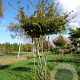 Carpinus betulus 210 cm stam container dakvorm 180 multistam
