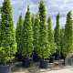 Carpinus bet. 'Fastigiata' 16-18 HO container