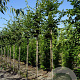 Carpinus bet. 'Lucas' 12-14 HO draadkluit