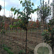 Cercis siliquastrum 6-8 HO draadkluit