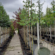 Cercis siliquastrum 8-10 HO container