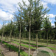 Crataegus media 'Paul's Scarlet' 6-8 HO draadkluit