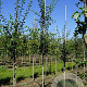 Crataegus media 'Paul's Scarlet' 6-8 HO draadkluit
