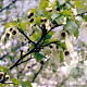 Davidia involucrata 10-12 HO draadkluit