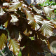 Fagus syl. 'Atropunicea' 12-14 HO container