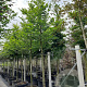 Fagus sylvatica 18-20 HO container
