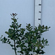Ilex aquifolium 40-60 cm 7,5L