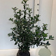 Ilex aquifolium 60-80 cm met kluit