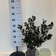 Ilex meserv. 'Blue Prince' 40-50 cm met kluit