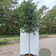 Ilex 'Nellie R. Stevens' 10-12 HO container