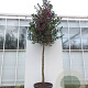 Ilex 'Nellie R. Stevens' 14-16 HO container