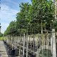 Ilex 'Nellie R. Stevens' 14-16 HO container
