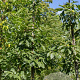 Juglans regia 'Broadview' 14-16 HO draadkluit