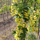 Laburnum anagyroides Yellow Rocket 10-12 HO draadkluit
