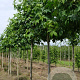 Liquidambar styraciflua 8-10 HO draadkluit