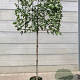 Liquidambar s. 'Worplesdon' 20-25 HO container 200 cm stam 150x120 scherm
