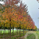 Liquidambar s. 'Worplesdon' 25-30 HO draadkluit