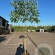 Liquidambar s. 'Worplesdon' 8-10 HO container 200 cm stam 150x120 scherm