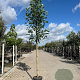Liriodendron t. 'Aureomarginat.' 12-14 HO container