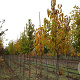 Magnolia kobus 10-12 HO draadkluit