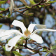 Magnolia kobus 14-16 HO container