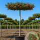 Malus 'Red Sentinel' 12-14 HO container 240 cm stam dakvorm 120