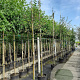 Malus 'Red Sentinel' 12-14 HO container