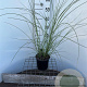 Miscanthus sin. 'Gracillimus' 40-50 cm 2,5L